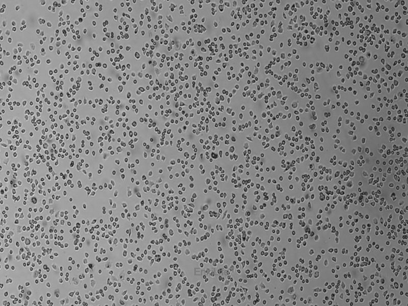 小鼠正常肝细胞NCTC1469(种属鉴定) | EnkiLife恩玑生命