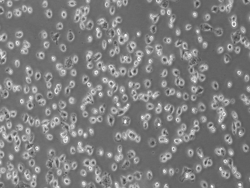 小鼠正常肝细胞NCTC1469(种属鉴定) | EnkiLife恩玑生命