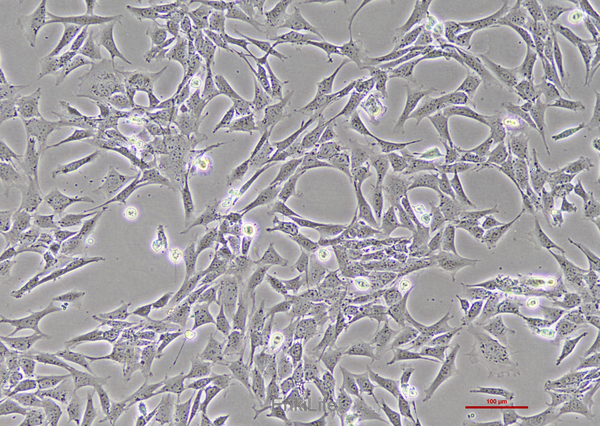 小鼠主动脉血管平滑肌细胞MOVAS(种属鉴定) | EnkiLife恩玑生命