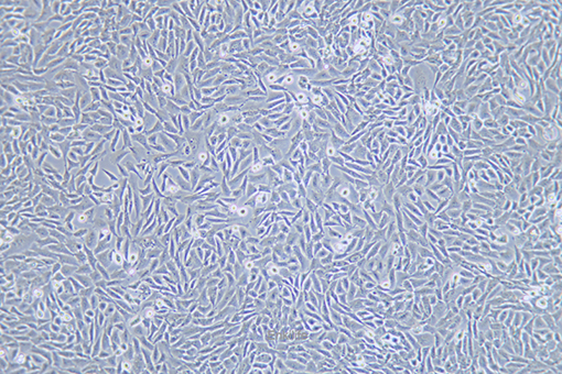 中国仓鼠肺细胞CHL(种属鉴定) | EnkiLife恩玑生命