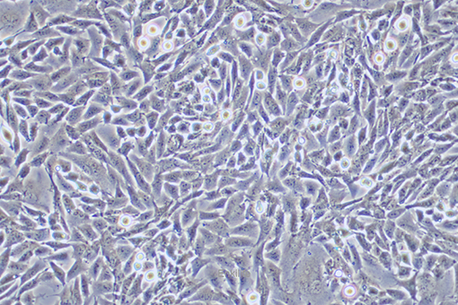 中国仓鼠肺细胞CHL(种属鉴定) | EnkiLife恩玑生命