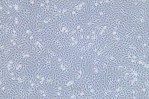 中国仓鼠肺细胞CHL(种属鉴定) | EnkiLife恩玑生命