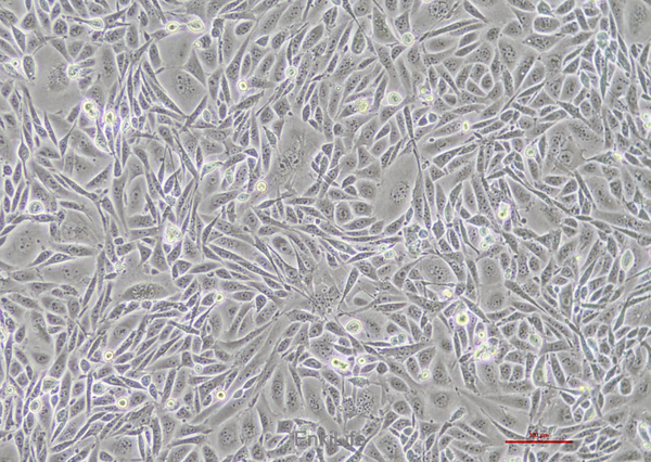 中国仓鼠卵巢细胞CHO(种属鉴定) | EnkiLife恩玑生命