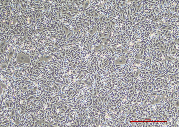 中国仓鼠卵巢细胞CHO(种属鉴定) | EnkiLife恩玑生命
