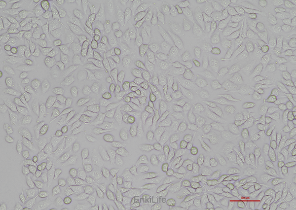 猪肺泡巨噬细胞3D4/21(种属鉴定) | EnkiLife恩玑生命