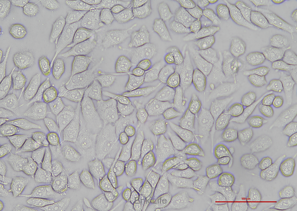 猪肺泡巨噬细胞3D4/21(种属鉴定) | EnkiLife恩玑生命