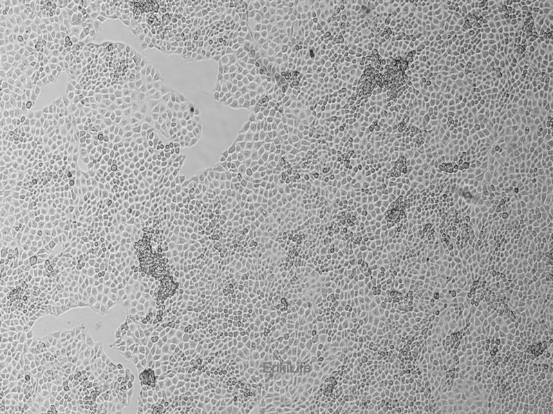 猪肾细胞PK-15(种属鉴定) | EnkiLife恩玑生命