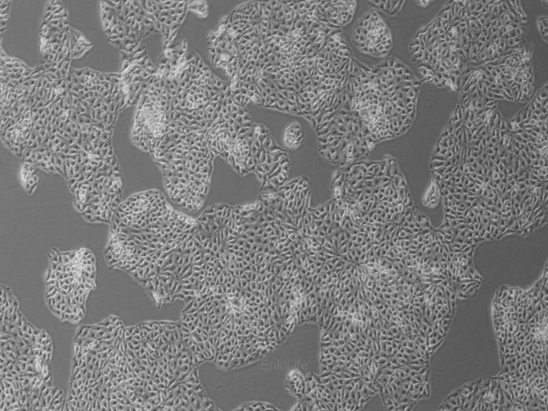 猪肾细胞PK-15(种属鉴定) | EnkiLife恩玑生命