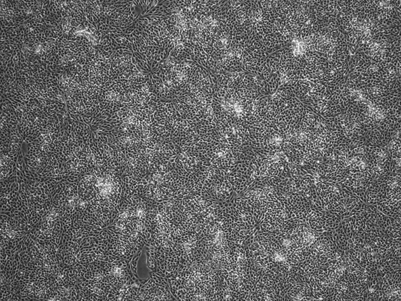 猪肾细胞系LLC-PK-1(种属鉴定) | EnkiLife恩玑生命