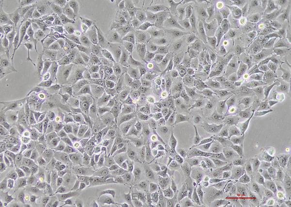 猪小肠上皮细胞永生化IPEC-J2(种属鉴定) | EnkiLife恩玑生命