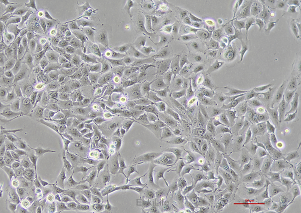 猪小肠上皮细胞永生化IPEC-J2(种属鉴定) | EnkiLife恩玑生命