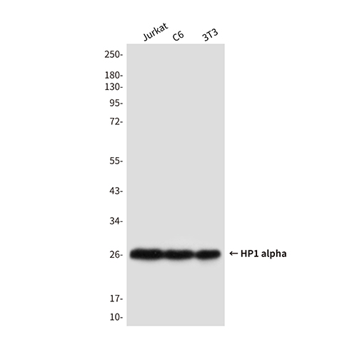 HP1 alpha Mouse Monoclonal Antibody | 鼠单抗 | EnkiLife恩玑生命