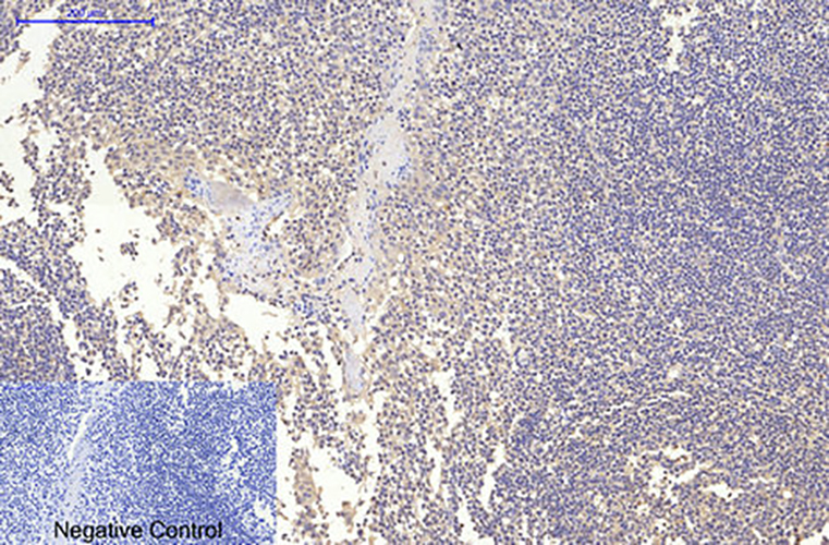 MAP2 (3B5) Mouse Monoclonal Antibody | 鼠单抗 | EnkiLife恩玑生命