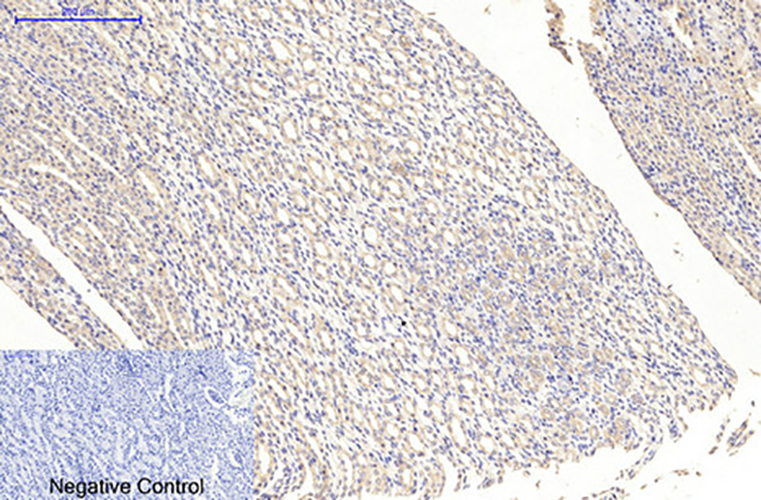 MAP2 (3B5) Mouse Monoclonal Antibody | 鼠单抗 | EnkiLife恩玑生命