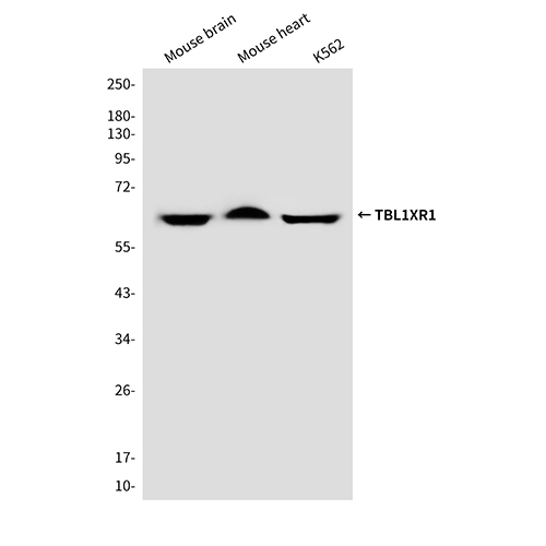 TBL1XR1 (4F3) Mouse Monoclonal Antibody | 鼠单抗 | EnkiLife恩玑生命
