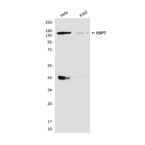USP7 (3E4) Mouse Monoclonal Antibody | 鼠单抗 | EnkiLife恩玑生命