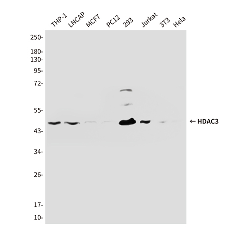 HDAC3 (3G3) Mouse Monoclonal Antibody | 鼠单抗 | EnkiLife恩玑生命