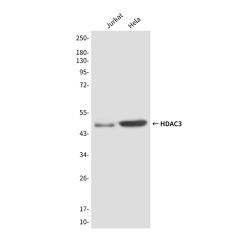 HDAC3 (3G3) Mouse Monoclonal Antibody | 鼠单抗 | EnkiLife恩玑生命