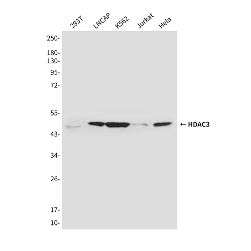 HDAC3 (3G3) Mouse Monoclonal Antibody | 鼠单抗 | EnkiLife恩玑生命