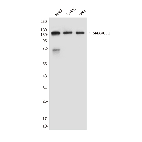 SMARCC1 (2A4) Mouse Monoclonal Antibody | 鼠单抗 | EnkiLife恩玑生命