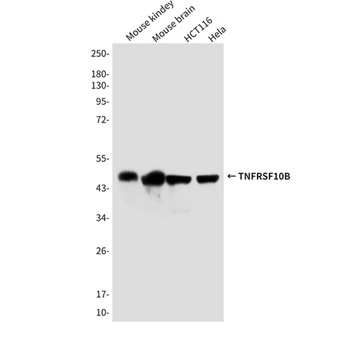 TNFRSF10B (7F4) Mouse Monoclonal Antibody | 鼠单抗 | EnkiLife恩玑生命