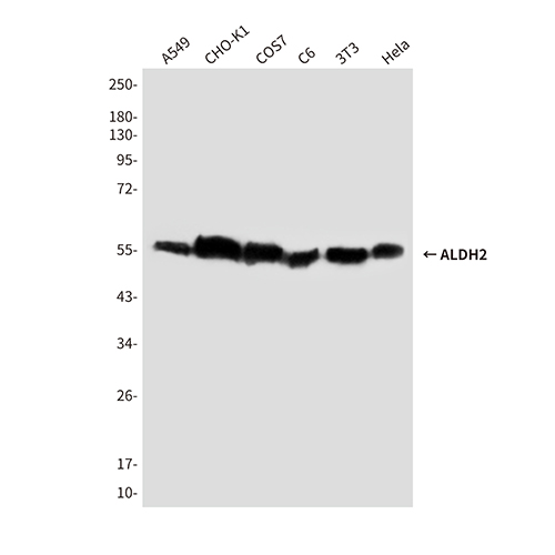 ALDH2 (8D4) Mouse Monoclonal Antibody | 鼠单抗 | EnkiLife恩玑生命
