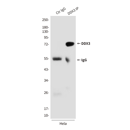 DDX3 (6G8) Mouse Monoclonal Antibody | 鼠单抗 | EnkiLife恩玑生命