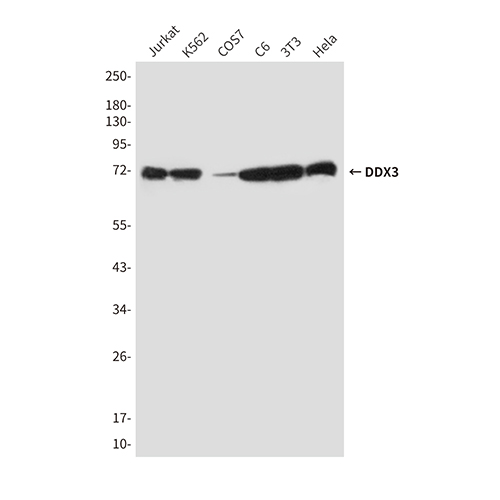 DDX3 (6G8) Mouse Monoclonal Antibody | 鼠单抗 | EnkiLife恩玑生命