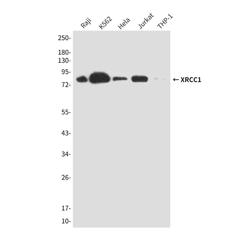 XRCC1 (3F6) Mouse Monoclonal Antibody | 鼠单抗 | EnkiLife恩玑生命