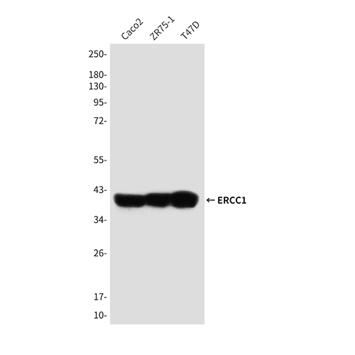 ERCC1 (7F6) Mouse Monoclonal Antibody | 鼠单抗 | EnkiLife恩玑生命
