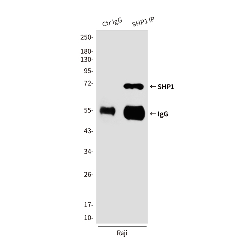 SHP1 (2B7) Mouse Monoclonal Antibody | 鼠单抗 | EnkiLife恩玑生命