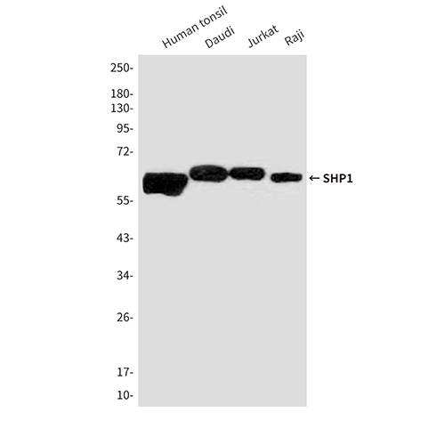SHP1 (2B7) Mouse Monoclonal Antibody | 鼠单抗 | EnkiLife恩玑生命