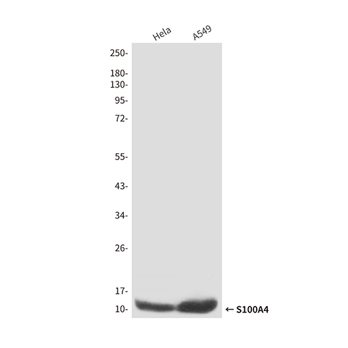 S100A4 (3D10) Mouse Monoclonal Antibody | 鼠单抗 | EnkiLife恩玑生命