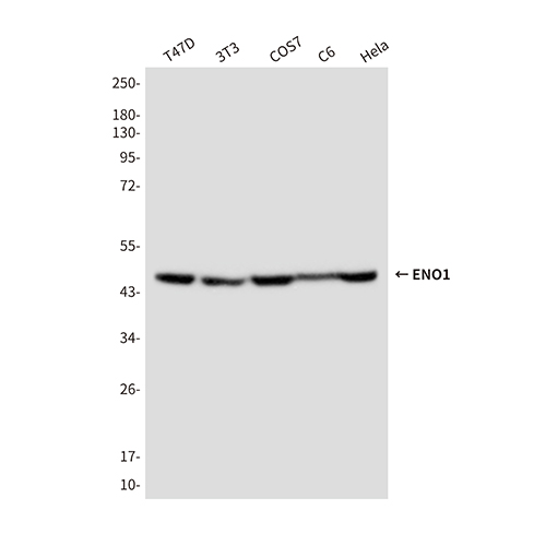 ENO1 (3F7) Mouse Monoclonal Antibody | 鼠单抗 | EnkiLife恩玑生命