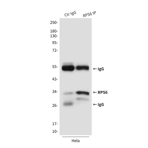 RPS6 (7B10) Mouse Monoclonal Antibody | 鼠单抗 | EnkiLife恩玑生命