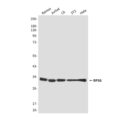 RPS6 (7B10) Mouse Monoclonal Antibody | 鼠单抗 | EnkiLife恩玑生命
