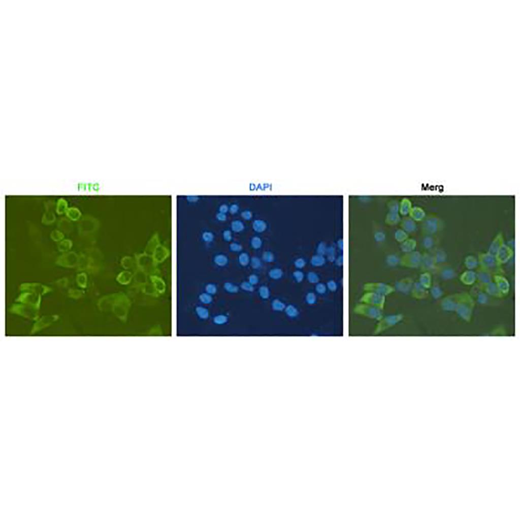 RPS6 (7B10) Mouse Monoclonal Antibody | 鼠单抗 | EnkiLife恩玑生命