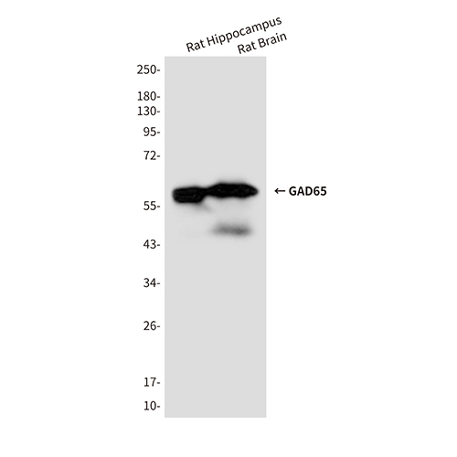 GAD65 (6D5) Mouse Monoclonal Antibody | 鼠单抗 | EnkiLife恩玑生命