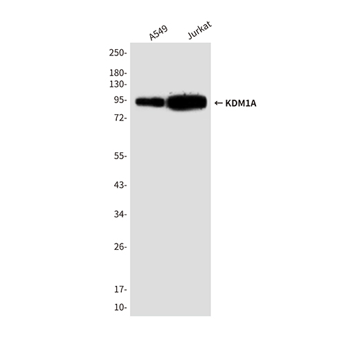 KDM1A (1B2) Mouse Monoclonal Antibody | 鼠单抗 | EnkiLife恩玑生命