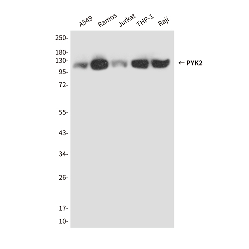PYK2 (4B4) Mouse Monoclonal Antibody | 鼠单抗 | EnkiLife恩玑生命