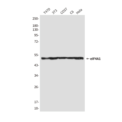 eIF4A1 (6D7) Mouse Monoclonal Antibody | 鼠单抗 | EnkiLife恩玑生命