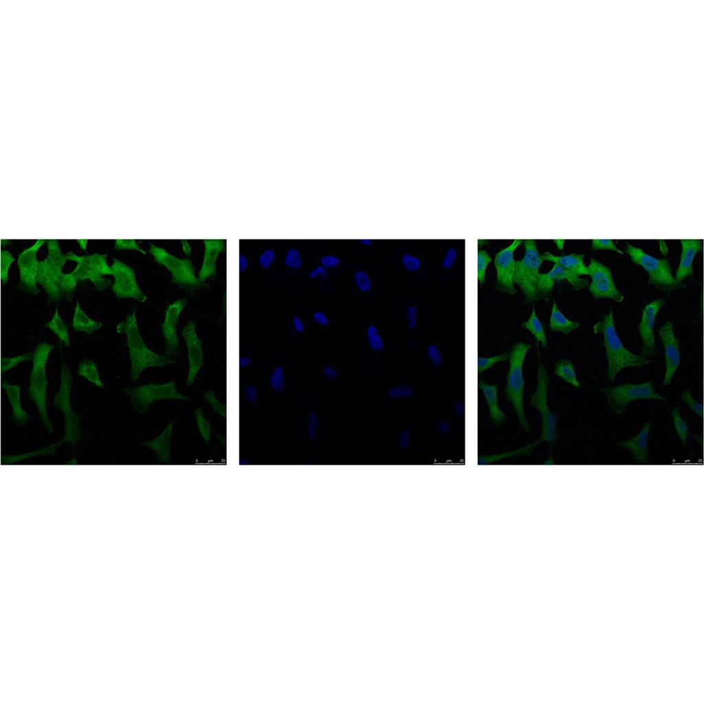 eIF4A1 (6D7) Mouse Monoclonal Antibody | 鼠单抗 | EnkiLife恩玑生命