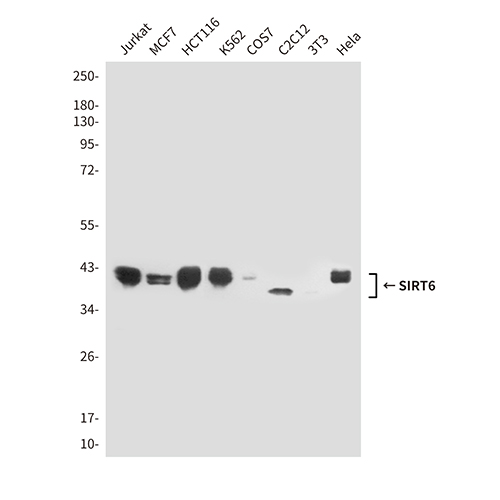 SIRT6 (6C9) Mouse Monoclonal Antibody | 鼠单抗 | EnkiLife恩玑生命