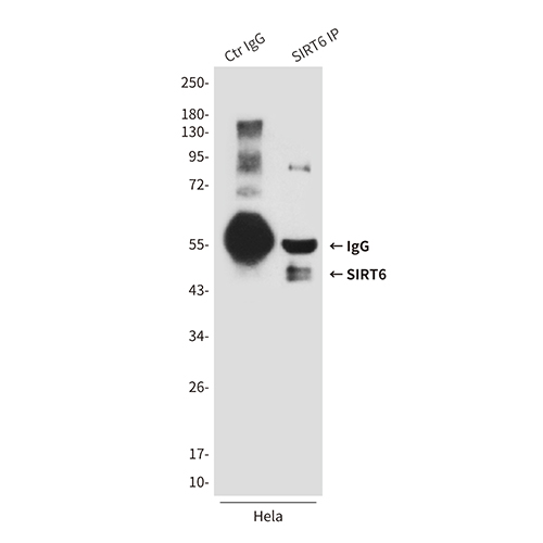 SIRT6 (6C9) Mouse Monoclonal Antibody | 鼠单抗 | EnkiLife恩玑生命