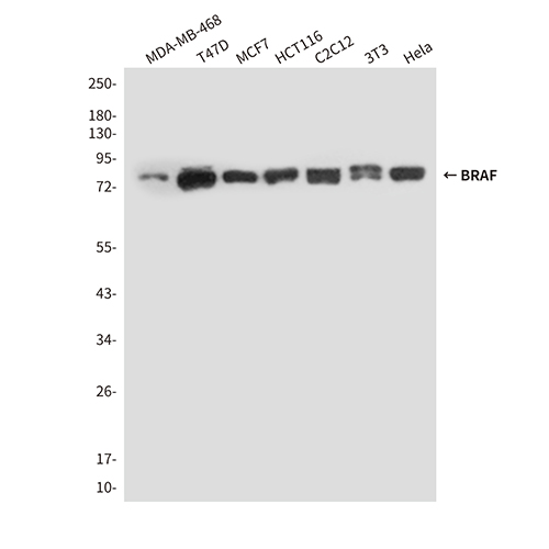 BRAF (4E1) Mouse Monoclonal Antibody | 鼠单抗 | EnkiLife恩玑生命