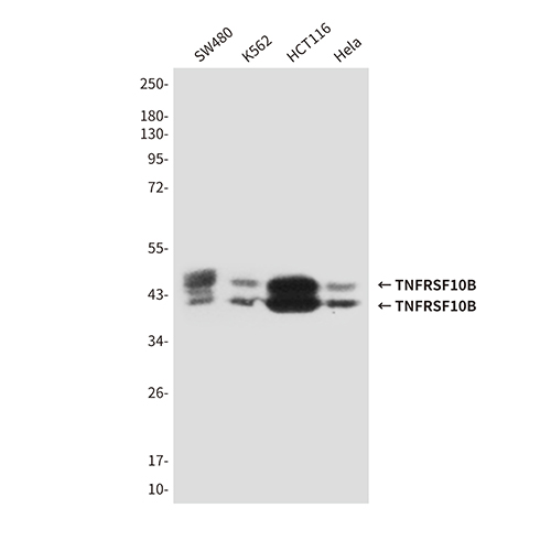 TNFRSF10B (6F6) Mouse Monoclonal Antibody | 鼠单抗 | EnkiLife恩玑生命