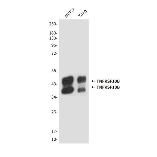 TNFRSF10B (6F6) Mouse Monoclonal Antibody | 鼠单抗 | EnkiLife恩玑生命