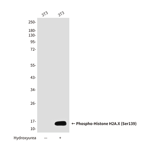 Phospho-Histone H2A.X (Ser139) (2A9) Mouse Monoclonal Antibody | 鼠单抗 | EnkiLife恩玑生命
