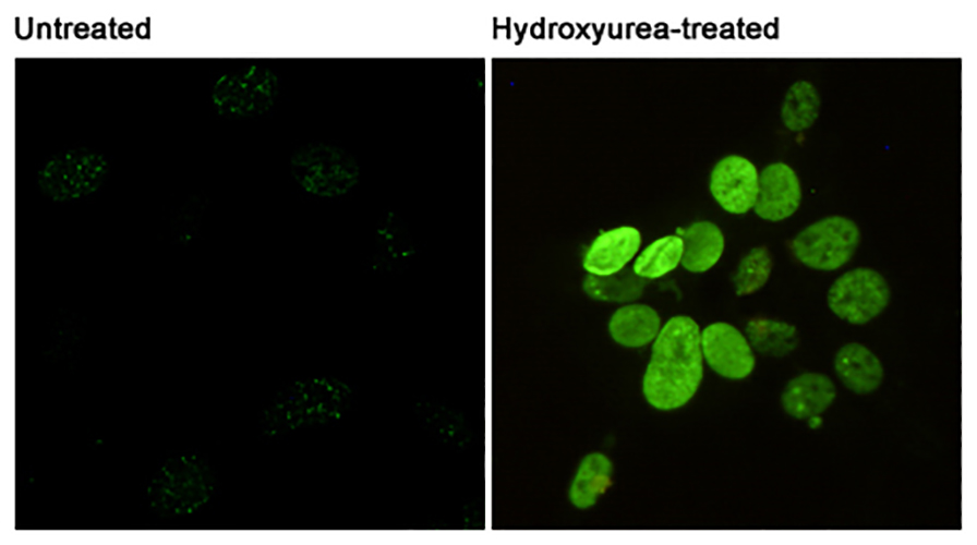 Phospho-Histone H2A.X (Ser139) (2A9) Mouse Monoclonal Antibody | 鼠单抗 | EnkiLife恩玑生命