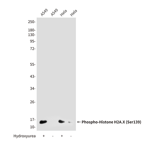 Phospho-Histone H2A.X (Ser139) (2A9) Mouse Monoclonal Antibody | 鼠单抗 | EnkiLife恩玑生命